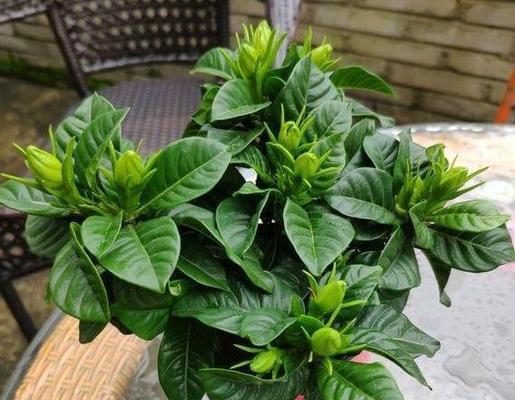 栀子花秋季养护的关键方法（栀子花养护要点解析）