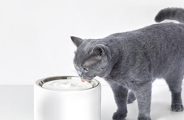 猫咪饮水机里的水应该怎样处理（正确的处理方法让猫咪的饮水更健康）